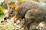 Red-necked Pademelon