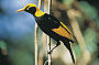 Bird watching - meet the Regent Bower Bird