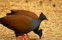 Orange Footed scrub fowl