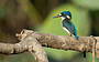 Sacred Kingfisher