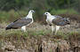 Corroboree Billabong Wetland Cruises - 2 hour sunrise cruise