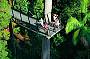 Skywalk Rainforest Treetops (option)