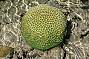 Cobourg coral at lowtide