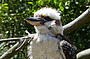 Kookaburra