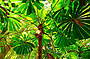 Stunning Fan Palms in the Daintree Rainforest