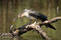 Lunch time for the Australasian Darter