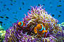 Clown Fish and Coral