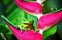 White Lipped Wide Mouth Tree Frog