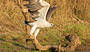 Corroboree Billabong Wetland Cruises - 2 hour sunrise cruise