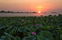 Corroboree Billabong Wetland Cruises - 2 hour sunrise cruise