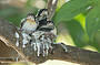 Corroboree Billabong Wetland Cruises - 2 hour sunrise cruise