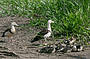 Radja Shelduck and chicks