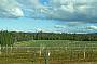 Hunter Valley Vines
