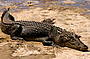 Estuarine Crocodile