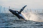 Whale Watching & Canal Cruise with transfers from Brisbane