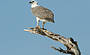 White bellied sea eagle