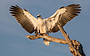 White bellied sea eagle